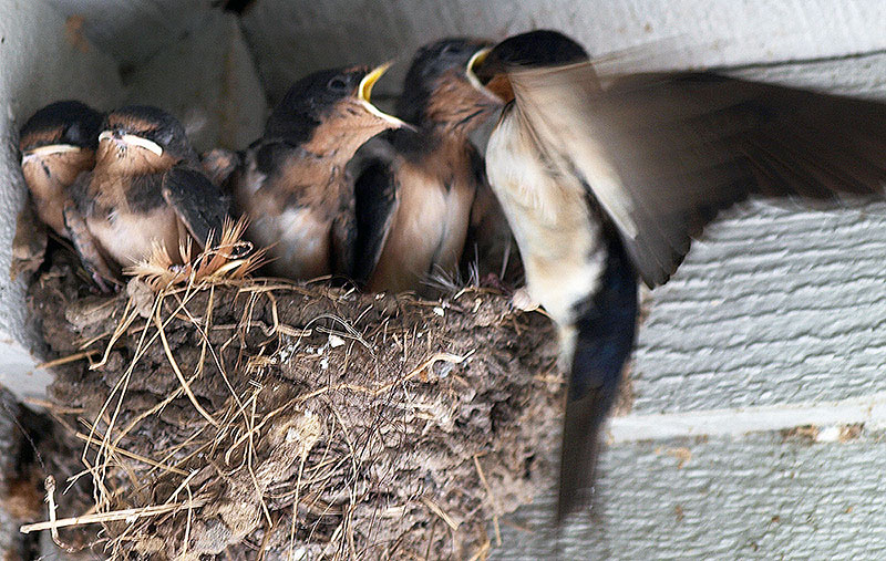 Mother swallow feeding her chicks