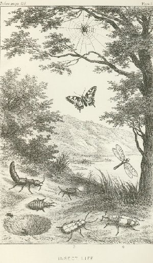 One of many studies of insects from Life and Her Children, 1889