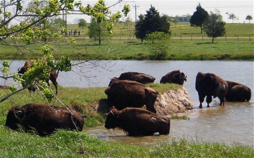 Buffalo playing in the water