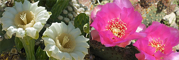 cactus flowers picture