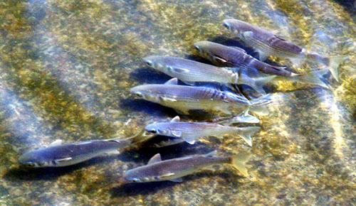 catfish in bayou