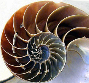 Chambered Nautilus