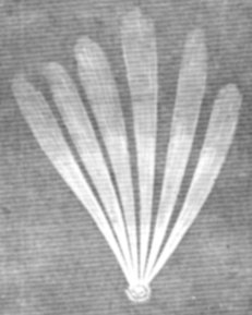 A sketch of the comet of 1744 showing an axial view, which gives the image of a fan-shaped tail