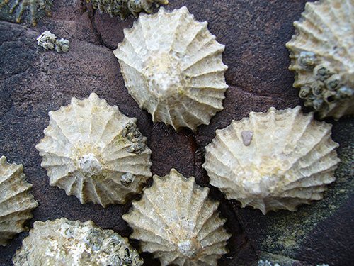 Common Limpets