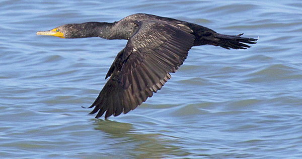 Cormorant flying at water level