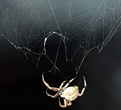 Ms. Arachne eating her web