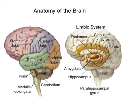 brain labeled regions graphic