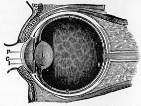 Ferry's image of an eyeball