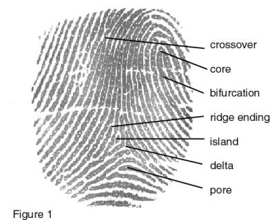 Fingerprint minutiae picture
