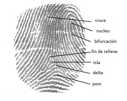 Fingerprint minutiae picture