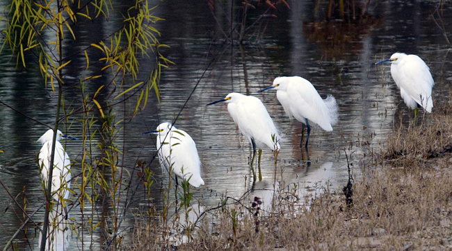Five snowy egrets on a gray day