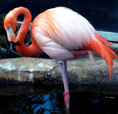 A real pink flamingo