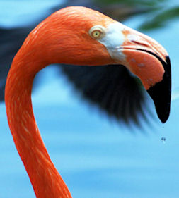 Flamingo's head
