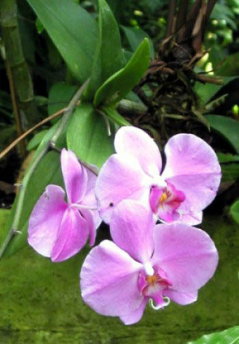 Orchids at Moody Gardens, Galveston, Texas