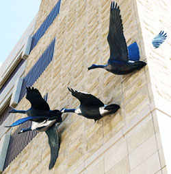 Geese flying through a wall