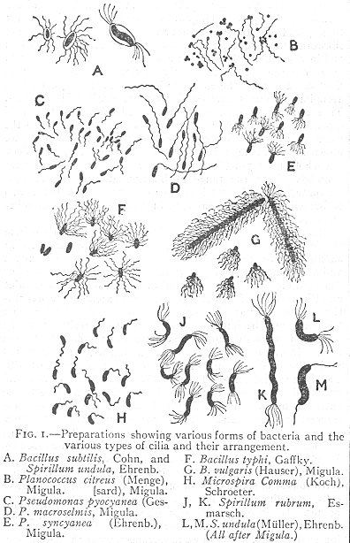 Representation of germs in the 1911 Encyclopaedia Britannica