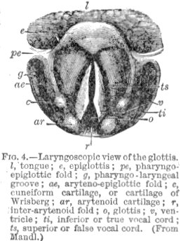 Lartngoscopic view of the glottis