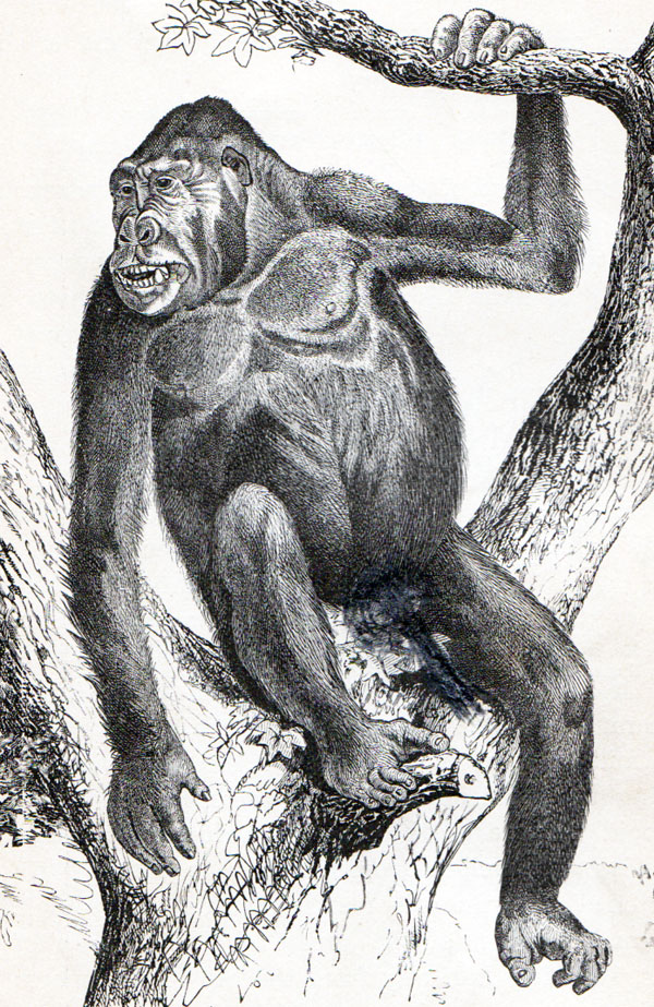 Arboreal gorilla pictured in 1887