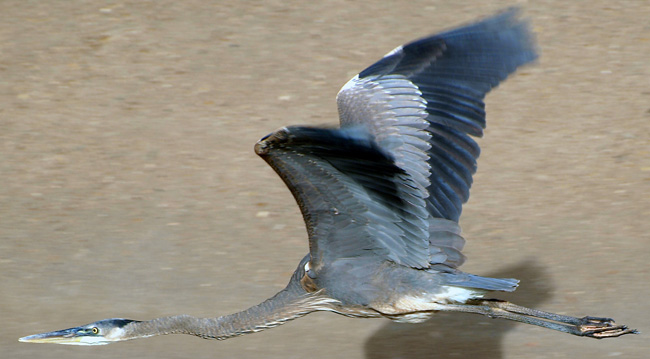Great blue heron with its neck extended