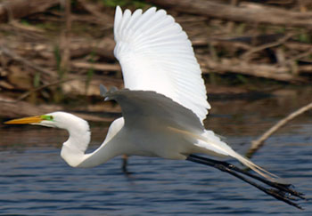 Flapping egret