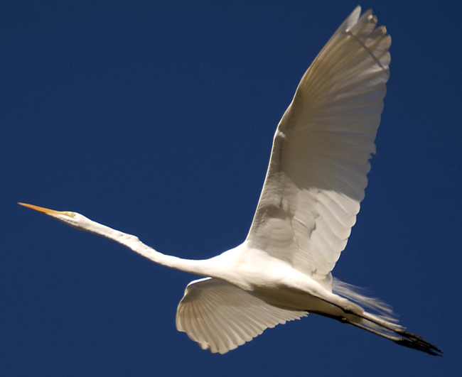 Great white egret with its neck extended