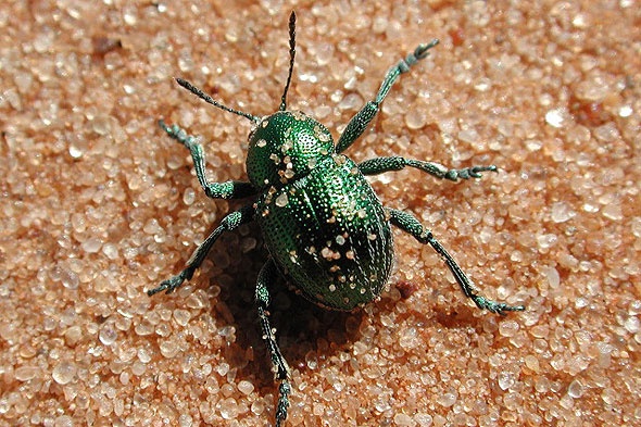 beetle photograph