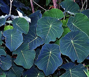 Homalanthus (or mamala) plant