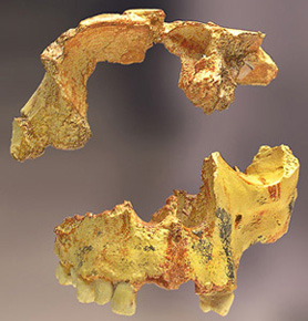 Homo Antecessor facial bones