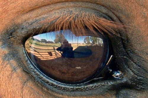 In a horse's eye
