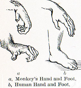 Human and monkey hands and feet, 1887