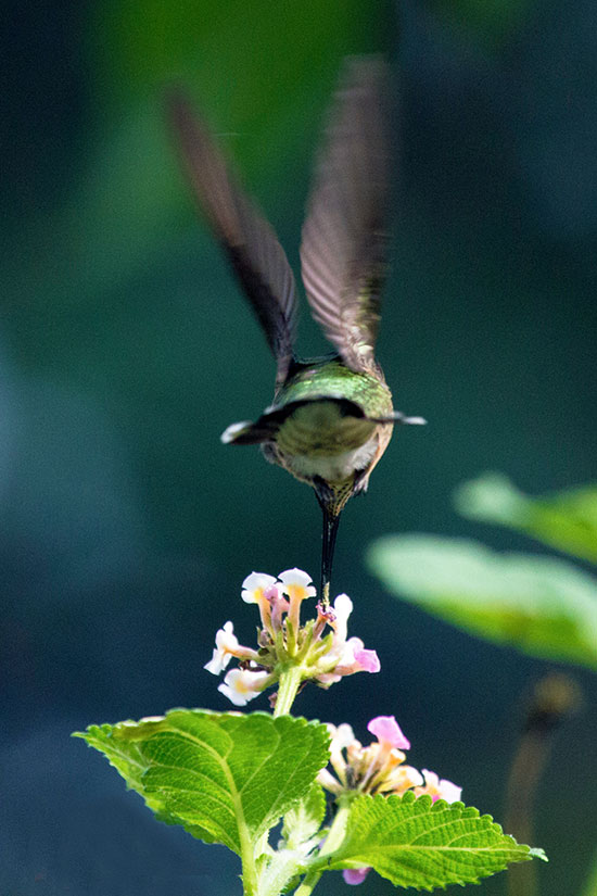 hummingbird upside down