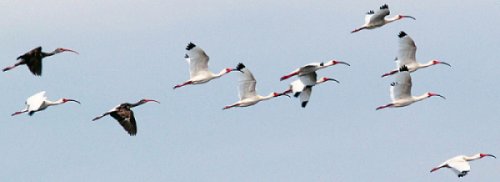 Ibis migration