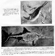 A full ichthyosaurus skeleton and the artist's impression of the living creature