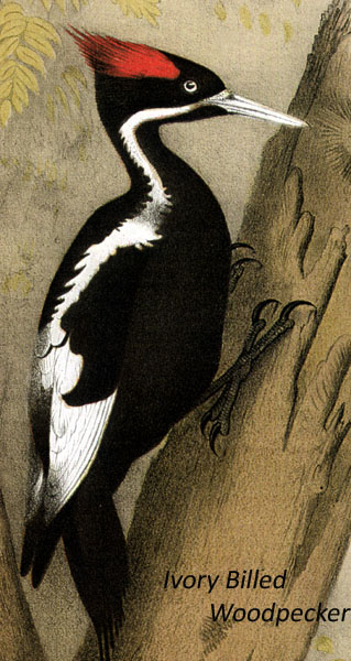 Ivory Billed Woodpecker