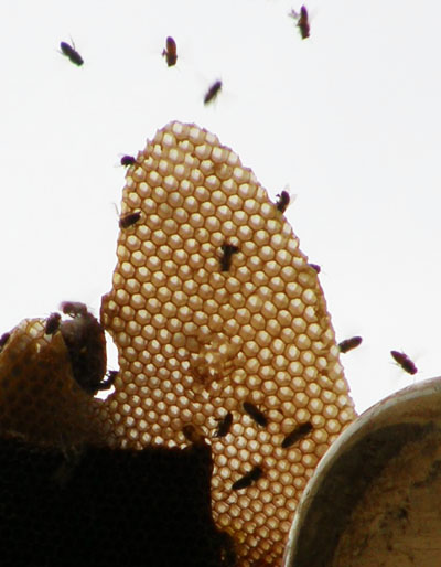 Fragment of the living hive
