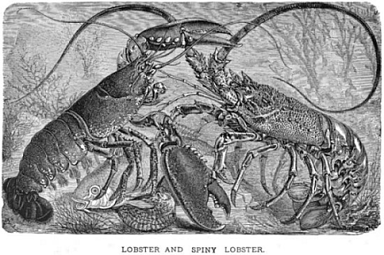 Lobster and spiny lobster fighting