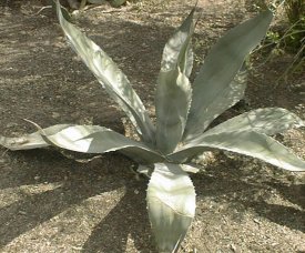 maguey4.jpg