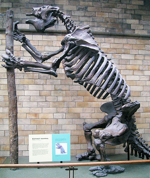 Megalonyx jeffersoni