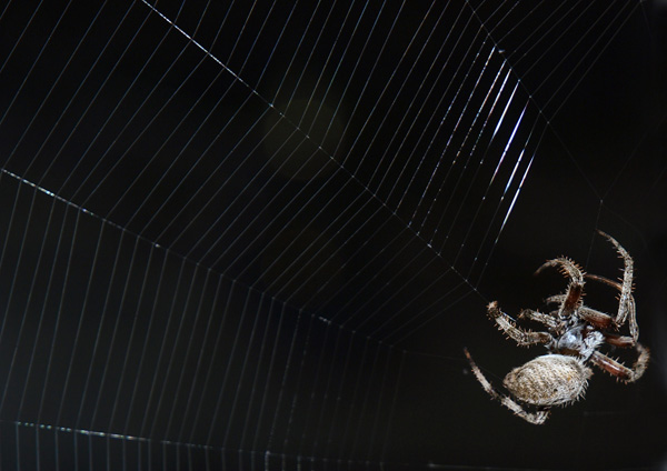 Ms. Arachne spinning her web