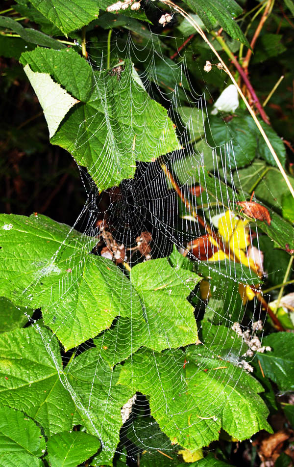 An orb weaver spider's web in the Oregon woods
