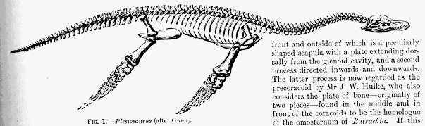 Just for the fun of it, this is Owen's drawing of another similar creature, the plesiosaurus.