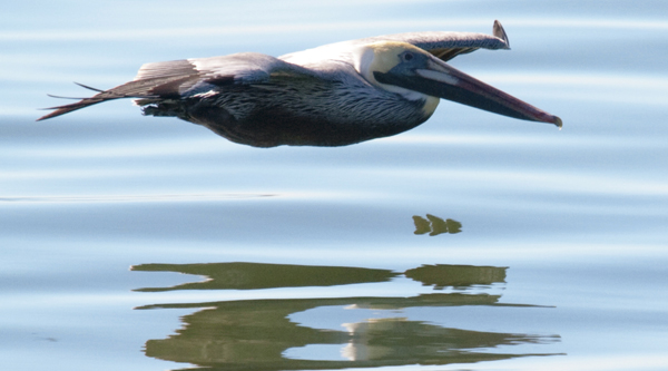 Pelican utilizing the ground effect