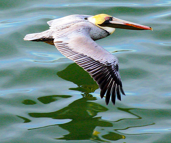pelican in ground-effect flight