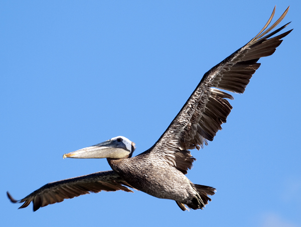 Soaring wingtip configuration on a pelican
