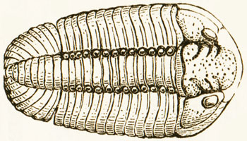 A Phacops trilobite