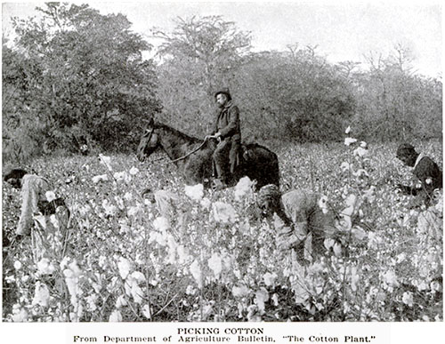 picking cotton