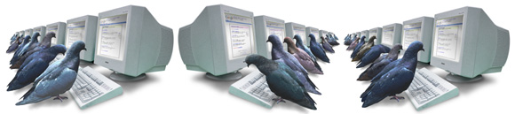 pigeon on the computer