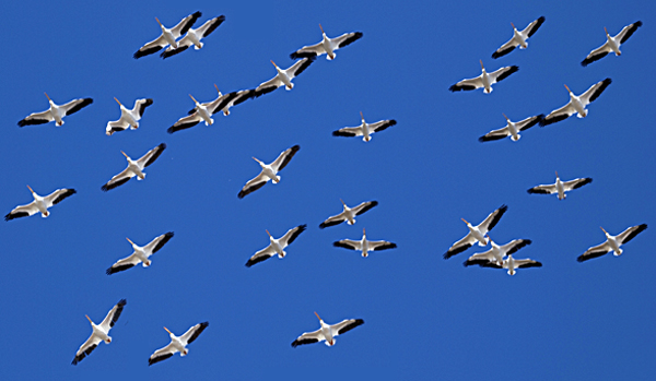 dense flight of white pelicans