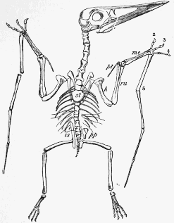 Pterodactyl skeleton