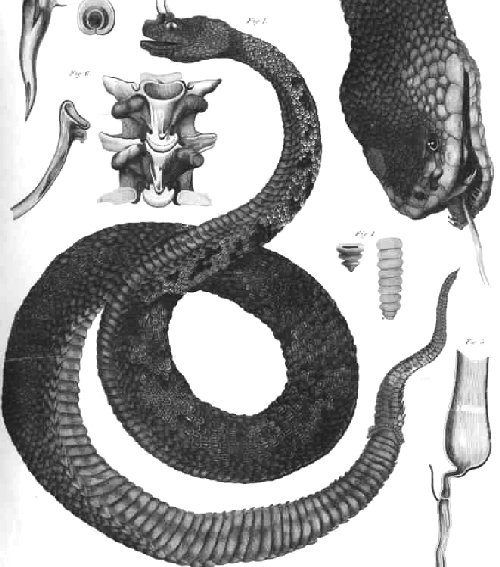 The structure of a rattlesnake's rattle